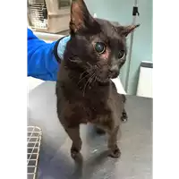 gatto - Matr. 2019/0110 - Microchip 380260043873155