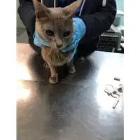 Foto dell\'animale gatto - Matr. 2019/0126 - Microchip 380260043873433
