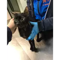 Foto dell\'animale gatto - Matr. 2019/0128 - Microchip 380260043869817