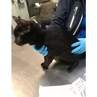 Foto dell\'animale gatto - Matr. 2019/0129 - Microchip 380260043870865