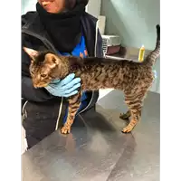 Foto dell\'animale gatto - Matr. 2019/0130 - Microchip 380260043873337