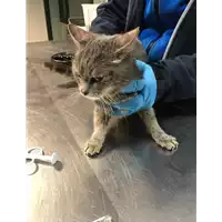 Foto dell\'animale gatto - Matr. 2019/0131 - Microchip 380260043870580