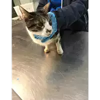 Foto dell\'animale gatto - Matr. 2019/0133 - Microchip 380260043872934
