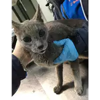 Foto dell\'animale gatto - Matr. 2019/0134 - Microchip 380260043873323