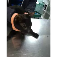 Foto dell\'animale gatto - Matr. 2019/0135 - Microchip 380260043717966