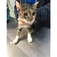 Foto dell\'animale gatto - Matr. 2019/0136 - Microchip 380260043870424