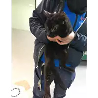 Foto dell\'animale gatto - Matr. 2019/0137 - Microchip 380260043873252