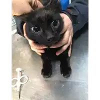 Foto dell\'animale gatto - Matr. 2019/0138 - Microchip 380260043872714