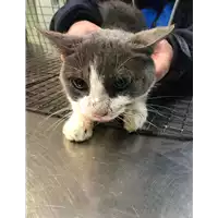 Foto dell\'animale gatto - Matr. 2019/0139 - Microchip 380260043870751