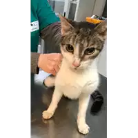 Foto dell\'animale gatto - Matr. 2019/0141 - Microchip 380260043871184