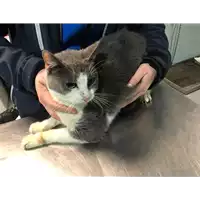 Foto dell\'animale gatto - Matr. 2019/0144 - Microchip 380260043873161