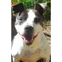 cane - Matr. 2009/1468 - Microchip 380260000096047