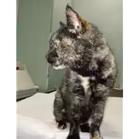 Foto dell\'animale gatto - Matr. 2019/0171 - Microchip 380260043853229