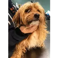 Foto dell\'animale cane - Matr. 2019/0147 - Microchip 380260043847882