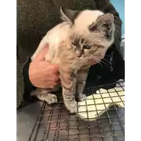 Foto dell\'animale gatto - Matr. 2019/0172 - Microchip 380260043869876