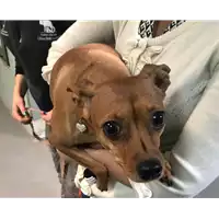 Foto dell\'animale cane - Matr. 2019/0184 - Microchip 380260042271760