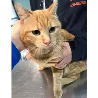 Foto dell\'animale gatto - Matr. 2019/0173 - Microchip 380260043873223