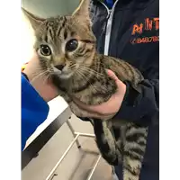 Foto dell\'animale gatto - Matr. 2019/0175 - Microchip 380260043870495