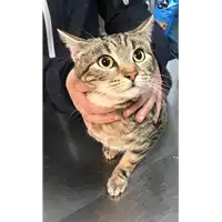 Foto dell\'animale gatto - Matr. 2019/0177 - Microchip 380260043873077