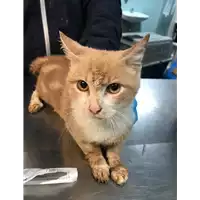 Foto dell\'animale gatto - Matr. 2019/0178 - Microchip 380260043869732