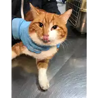 Foto dell\'animale gatto - Matr. 2019/0179 - Microchip 380260043869554