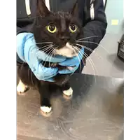 gatto - Matr. 2019/0181 - Microchip 380260043870877