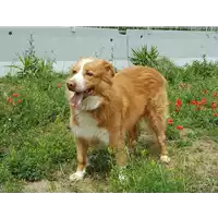 Foto dell\'animale cane - Matr. 2006/0818 - Microchip 380098100811388