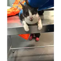 gatto - Matr. 2019/0158 - Microchip 380260043849348