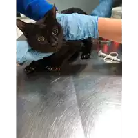 Foto dell\'animale gatto - Matr. 2019/0162 - Microchip 380260043848669