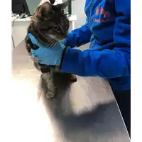 Foto dell\'animale gatto - Matr. 2019/0164 - Microchip 380260043849288