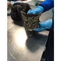 Foto dell\'animale gatto - Matr. 2019/0166 - Microchip 380260043848553