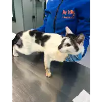 Foto dell\'animale gatto - Matr. 2019/0167 - Microchip 380260043869993