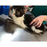 Foto dell\'animale gatto - Matr. 2019/0168 - Microchip 380260043870139