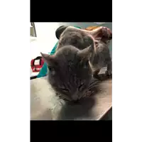 Foto dell\'animale gatto - Matr. 2019/0169 - Microchip 380260043869928