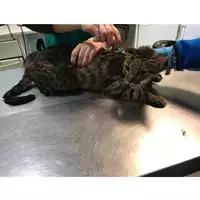 Foto dell\'animale gatto - Matr. 2019/0170 - Microchip 380260043873280