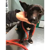 Foto dell\'animale cane - Matr. 2019/0186 - Microchip 380260043870686
