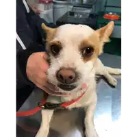 Foto dell\'animale cane - Matr. 2019/0185 - Microchip 380260043870590