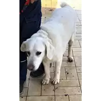 Foto dell\'animale cane - Matr. 2019/0188 - Microchip 380260002316655
