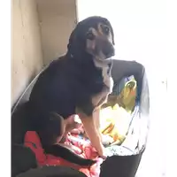 Foto dell\'animale cane - Matr. 2019/0189 - Microchip 380260043852577