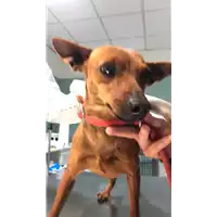 Foto dell\'animale cane - Matr. 2019/0192 - Microchip 380260043717945
