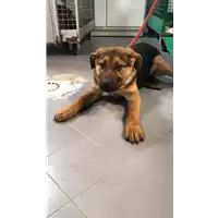 Foto dell\'animale cane - Matr. 2019/0193 - Microchip 380260043718204