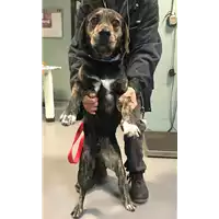 Foto dell\'animale cane - Matr. 2019/0042 - Microchip 380260043844366