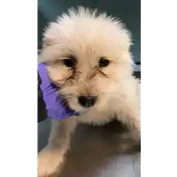 Foto dell\'animale cane - Matr. 2019/0199 - Microchip 380260043872896