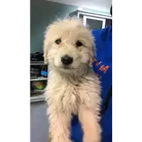 Foto dell\'animale cane - Matr. 2019/0200 - Microchip 380260043717694