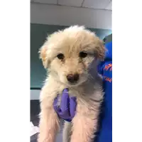 Foto dell\'animale cane - Matr. 2019/0201 - Microchip 380260043870638