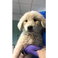 Foto dell\'animale cane - Matr. 2019/0202 - Microchip 380260043870678