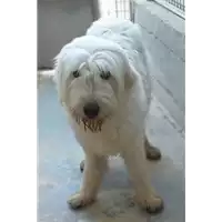 Foto dell\'animale cane - Matr. 2019/0203 - Microchip 380260043873123