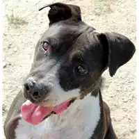 Foto dell\'animale cane - Matr. 2014/0361 - Microchip 380260000219410