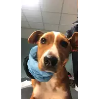 Foto dell\'animale cane - Matr. 2019/0206 - Microchip 380260043873397