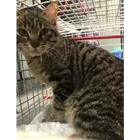 Foto dell\'animale gatto - Matr. 2019/0215 - Microchip 380260043526695